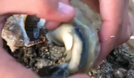 海螺视频,探索海洋奥秘，畅游视觉盛宴